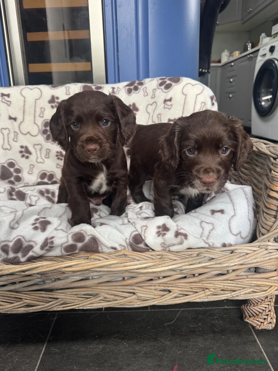 Sprocker dogs for sale: Gorgous sprocker puppies  - Advert 1