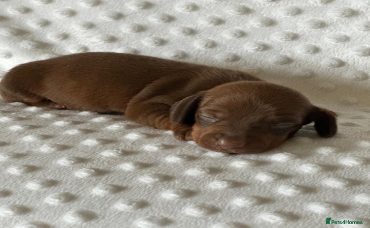 Miniature Dachshund dogs - Advert 8