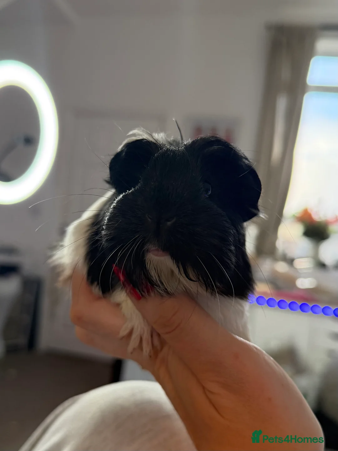 Guinea Pig rodents for sale: A pair of beautiful sows (female guinea pigs)  - Advert 3