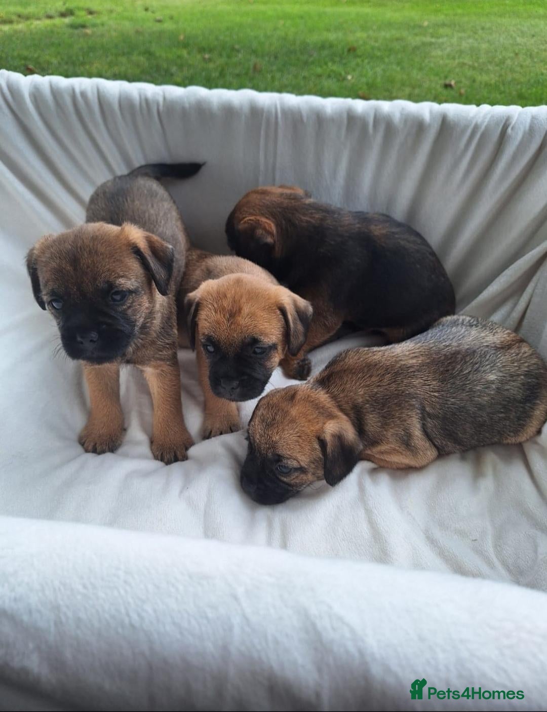 Border Terrier dogs Border Terrier Pups  - Advert 1