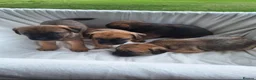 Border Terrier dogs for sale: Border Terrier Pups  - Advert 1
