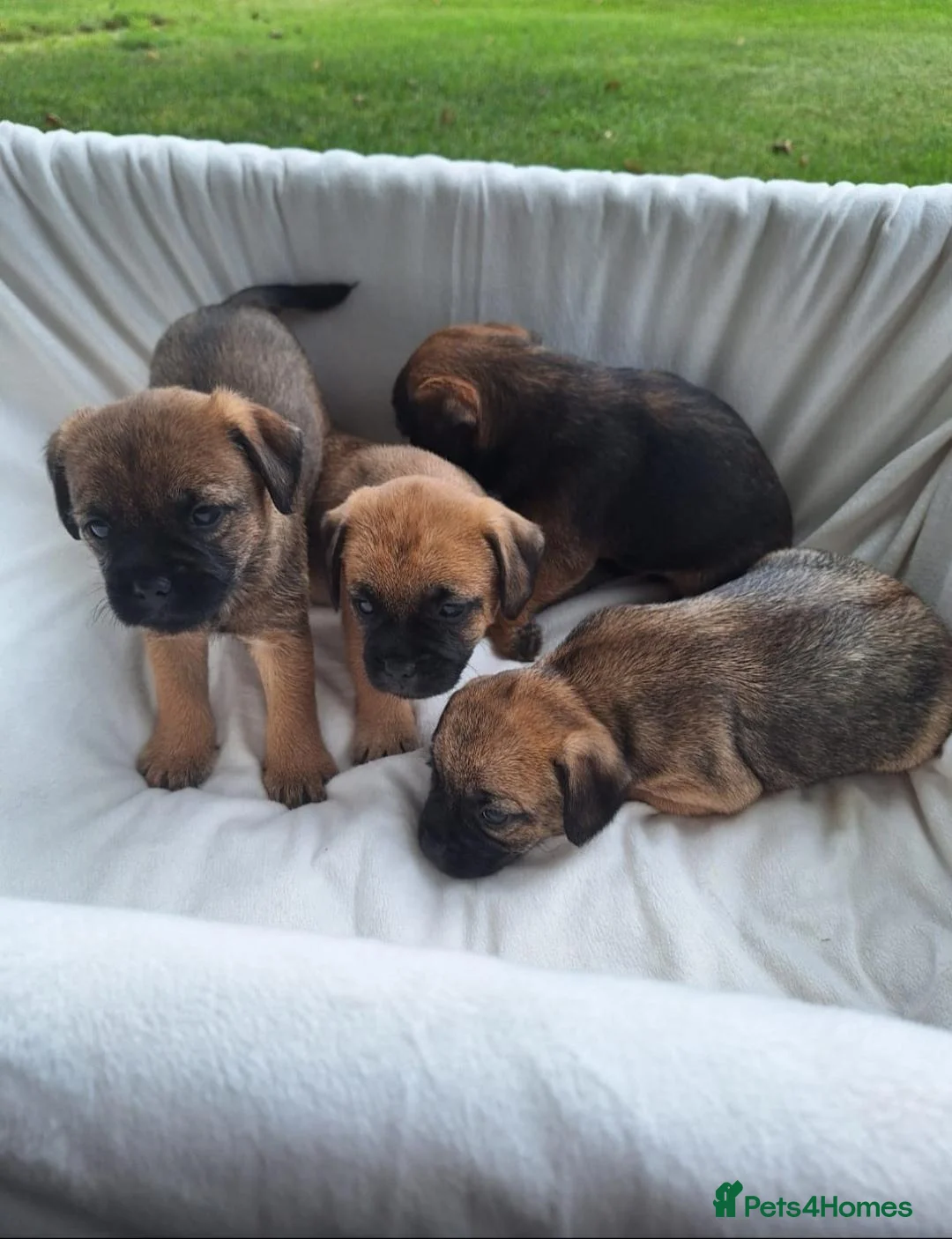 Border Terrier dogs for sale: Border Terrier Pups  - Advert 1