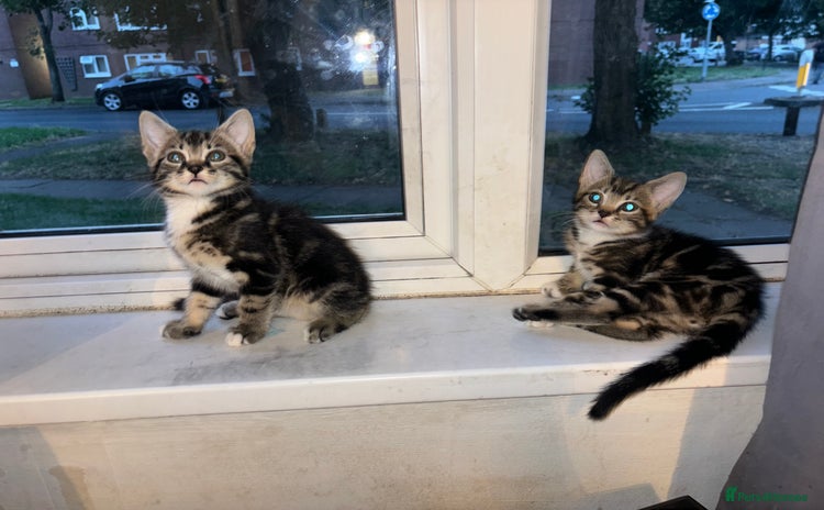 Mixed Breed cats - Advert 1