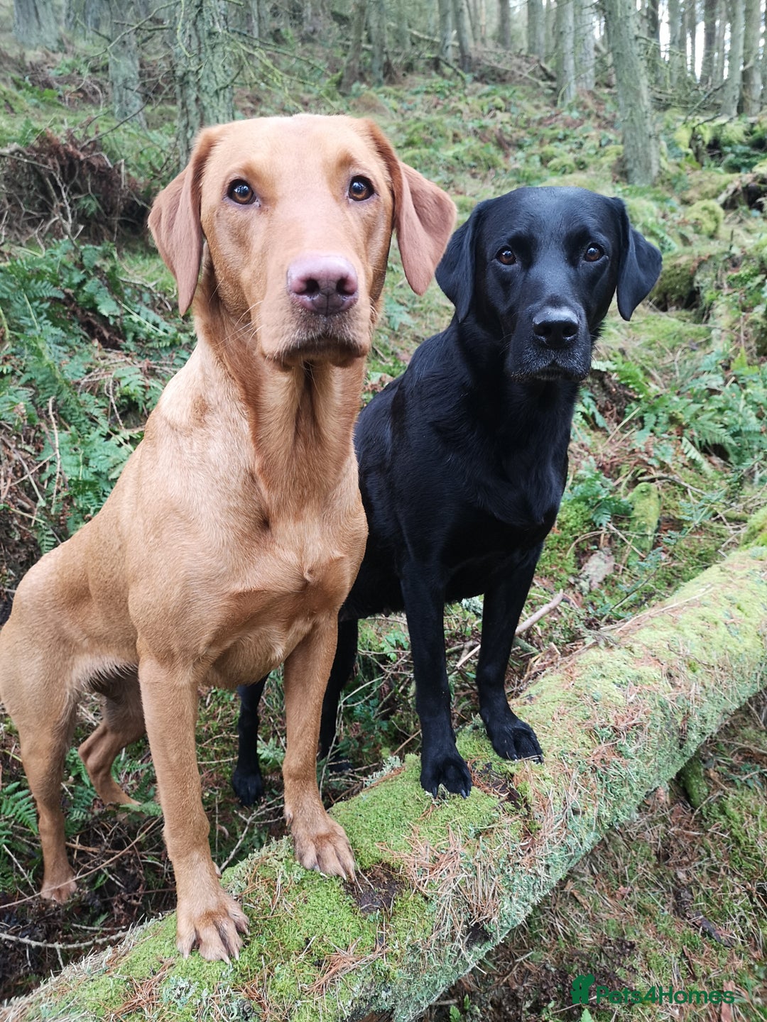Labrador Retriever dogs for sale: Very well bred Working Style dark Fox Red Puppies - Image 8