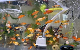Platies fish for sale: Small platys for sale £1 each in Bromley - Image 18