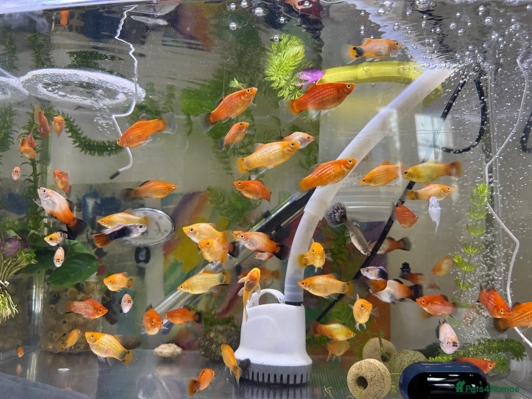 Platies fish for sale: Small platys for sale £1 each in Bromley - Image 18