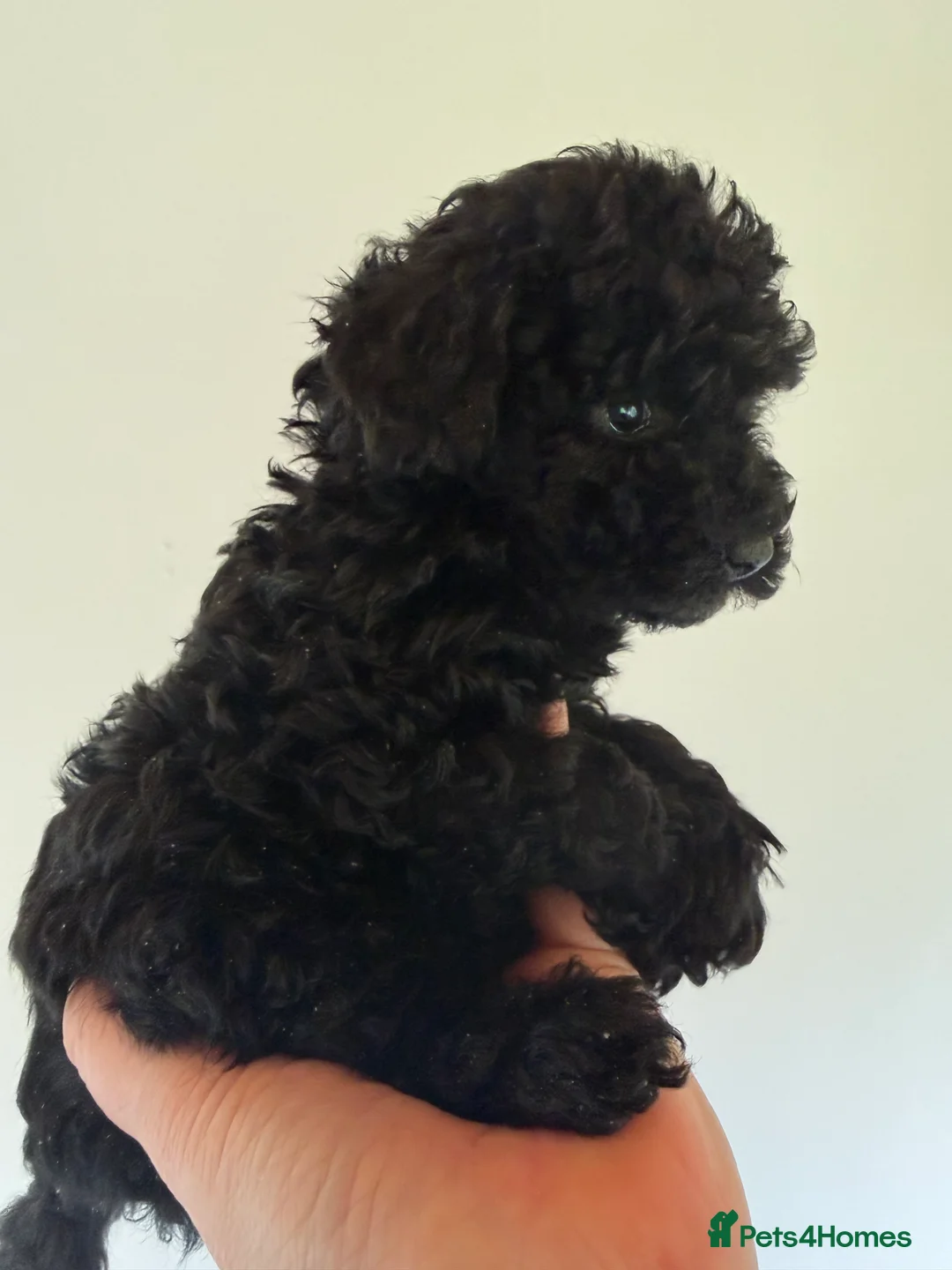 Mixed Breed dogs for sale: Poodle puppies - Advert 31