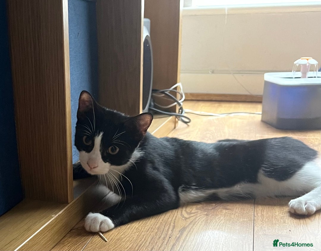 Mixed Breed cats for sale: 3 kittens for sale  - Image 4