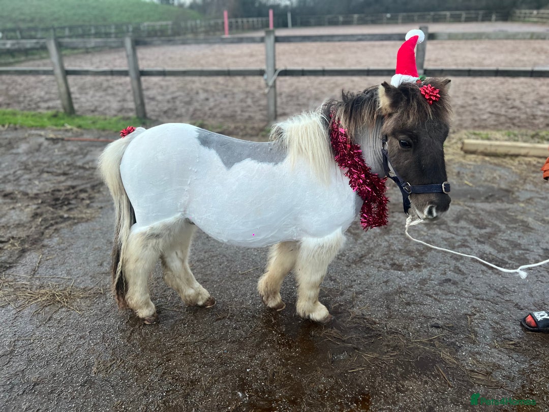 Shetland pony horses for sale: Cracker - Advert 2