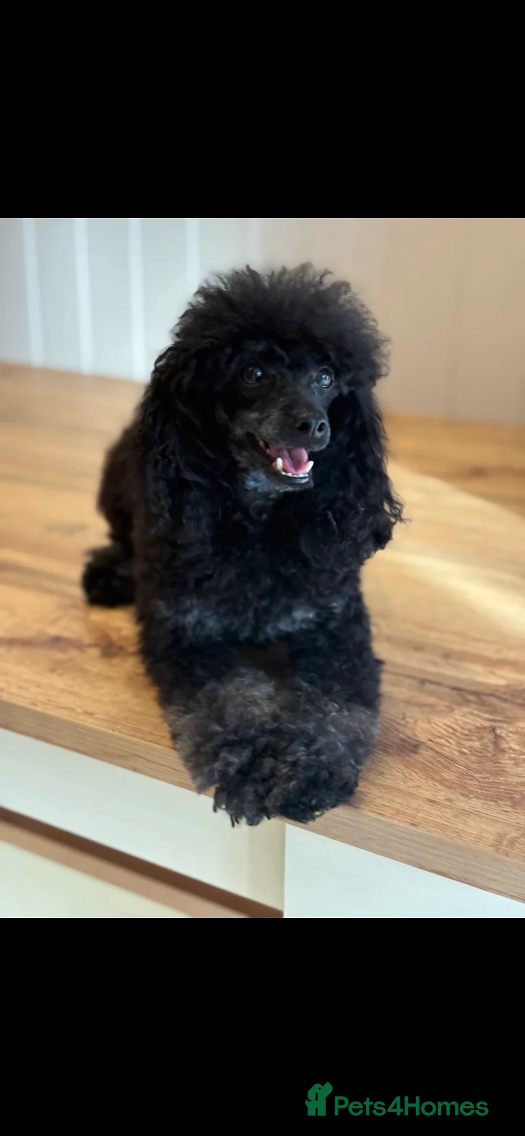 Labradoodle dogs for sale: F1 labradoodle pups by health tested parents - Advert 7