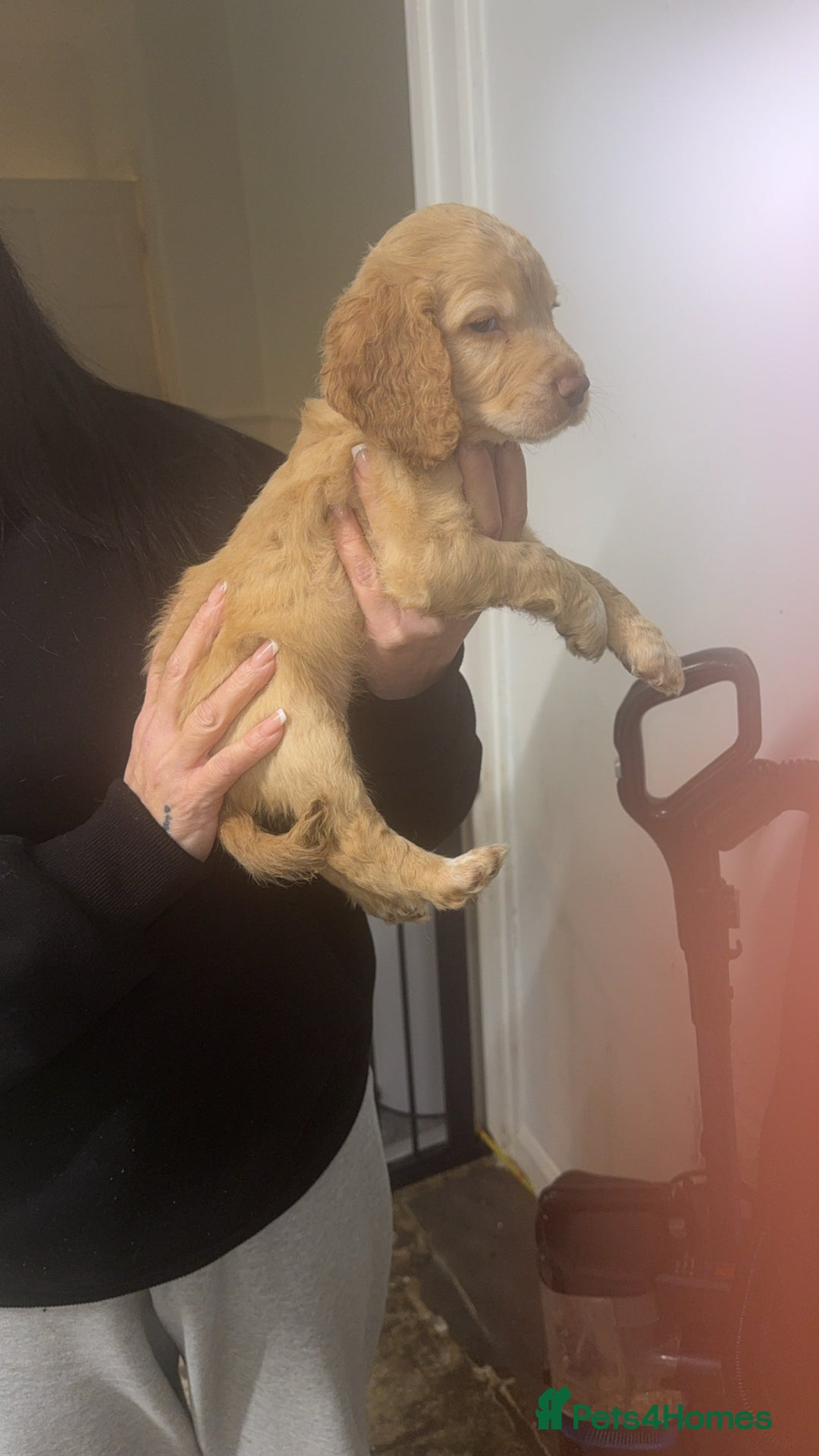 Cocker Spaniel dogs for sale: REDUCED💵cocker spaniel puppies 🩷💙 - Advert 27