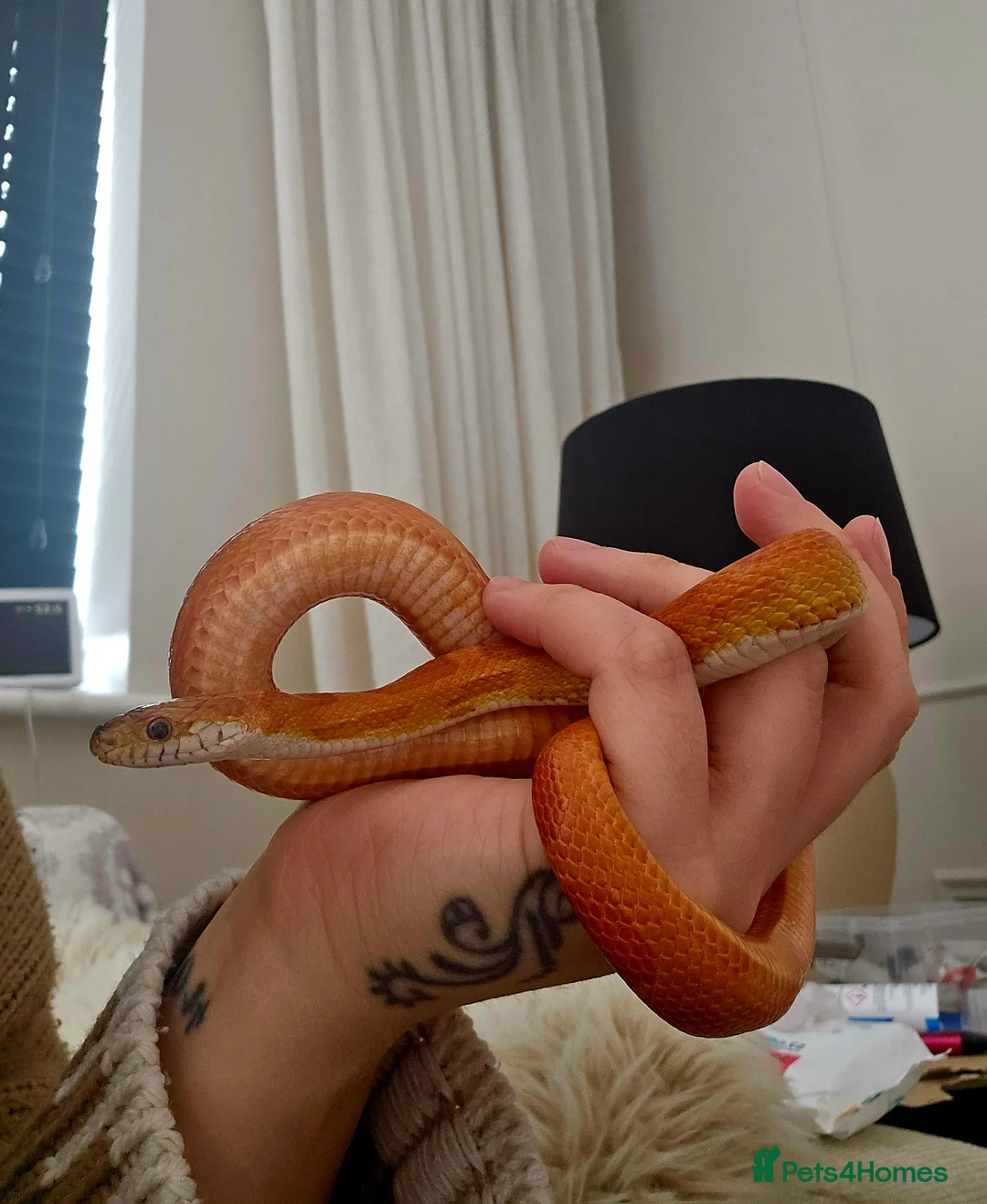 Corn Snake reptiles for sale: 2 and half year old corn snake - Advert 5