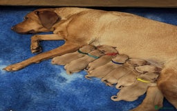 Labrador Retriever dogs for stud: 0/0 Hips & elbows fox red labrador in Leyburn - Image 9