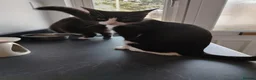 Mixed Breed cats for sale: Tilly aged 1 and a half  in Newton Aycliffe - Advert 2