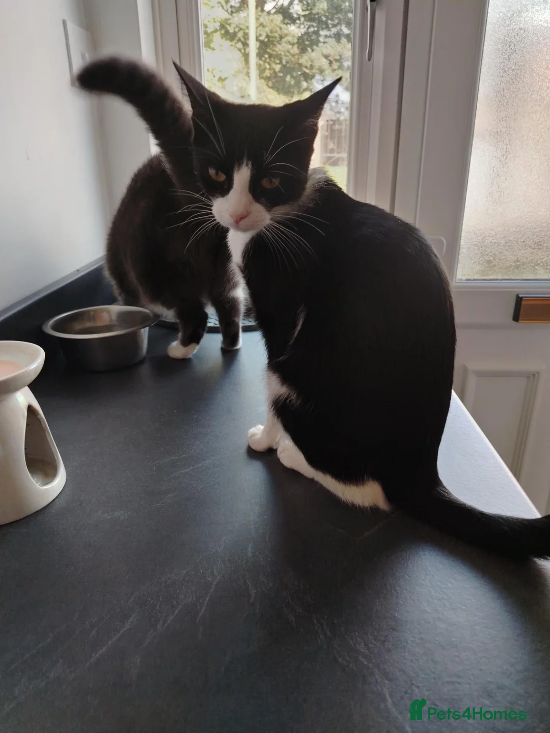Mixed Breed cats for sale: Tilly aged 1 and a half  in Newton Aycliffe - Advert 2