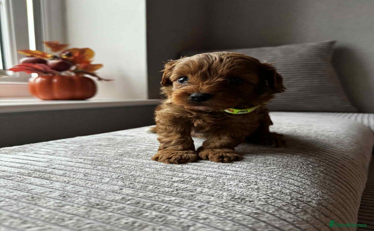 Cavapoo dogs - Advert 12