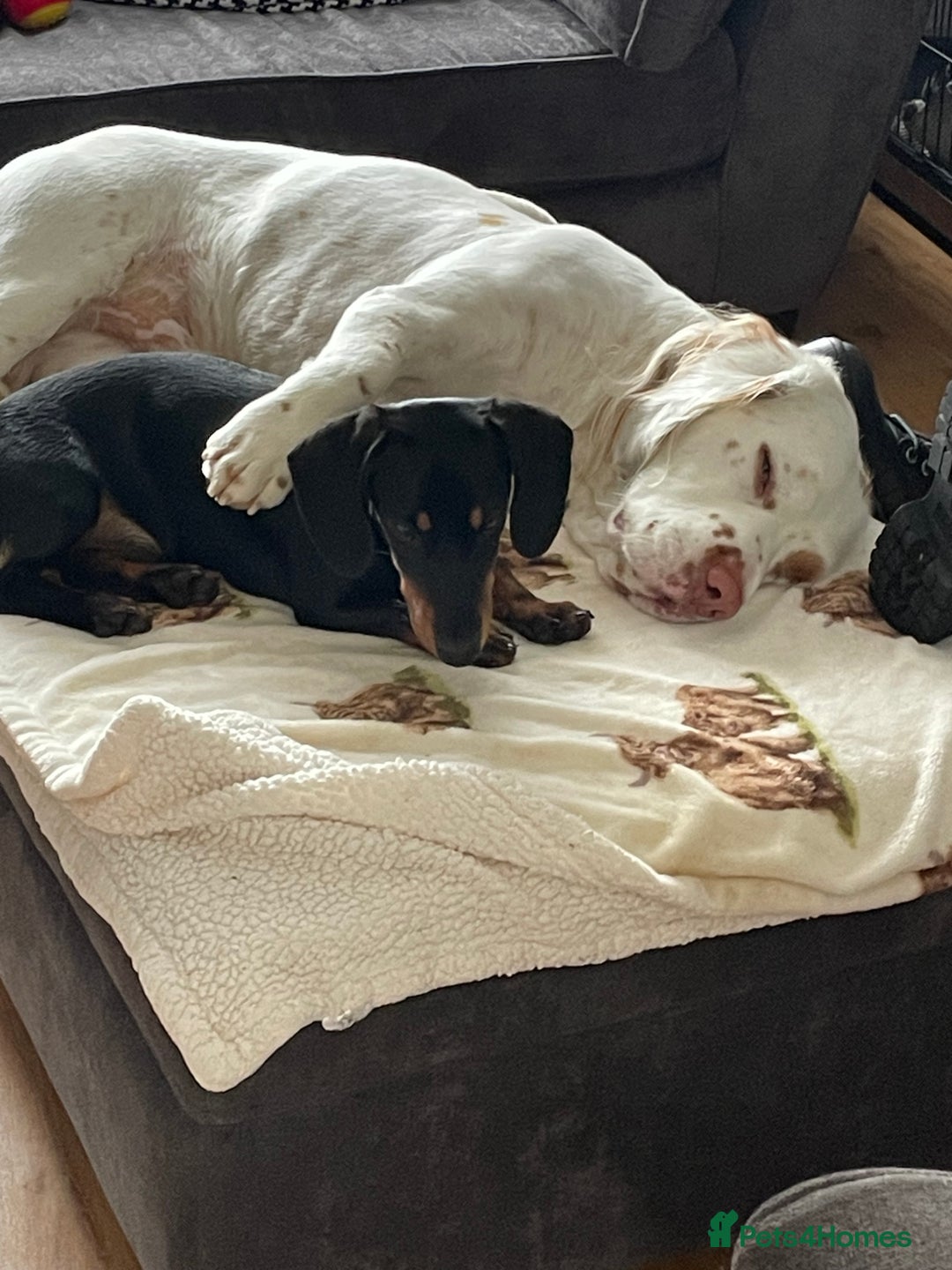 Clumber Spaniel dogs for sale: Clumber spaniel - Advert 2