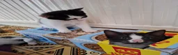 Mixed Breed cats for sale: Litter of 5 kittens for sale in Corby - Advert 7