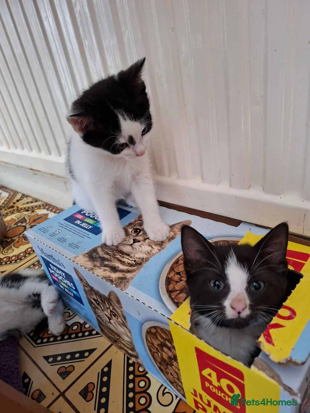 Mixed Breed cats for sale: Litter of 5 kittens for sale in Corby - Advert 7