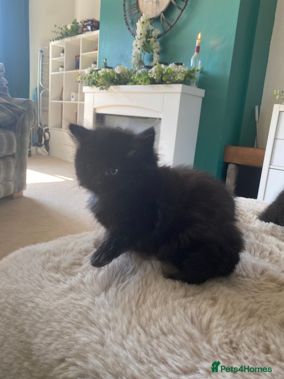 British Shorthair cats for sale: Adorable kittens  - Image 4