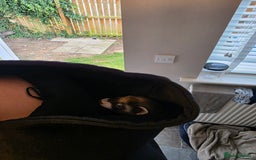 Ferret rodents for sale: Baby ferrets - Image 2