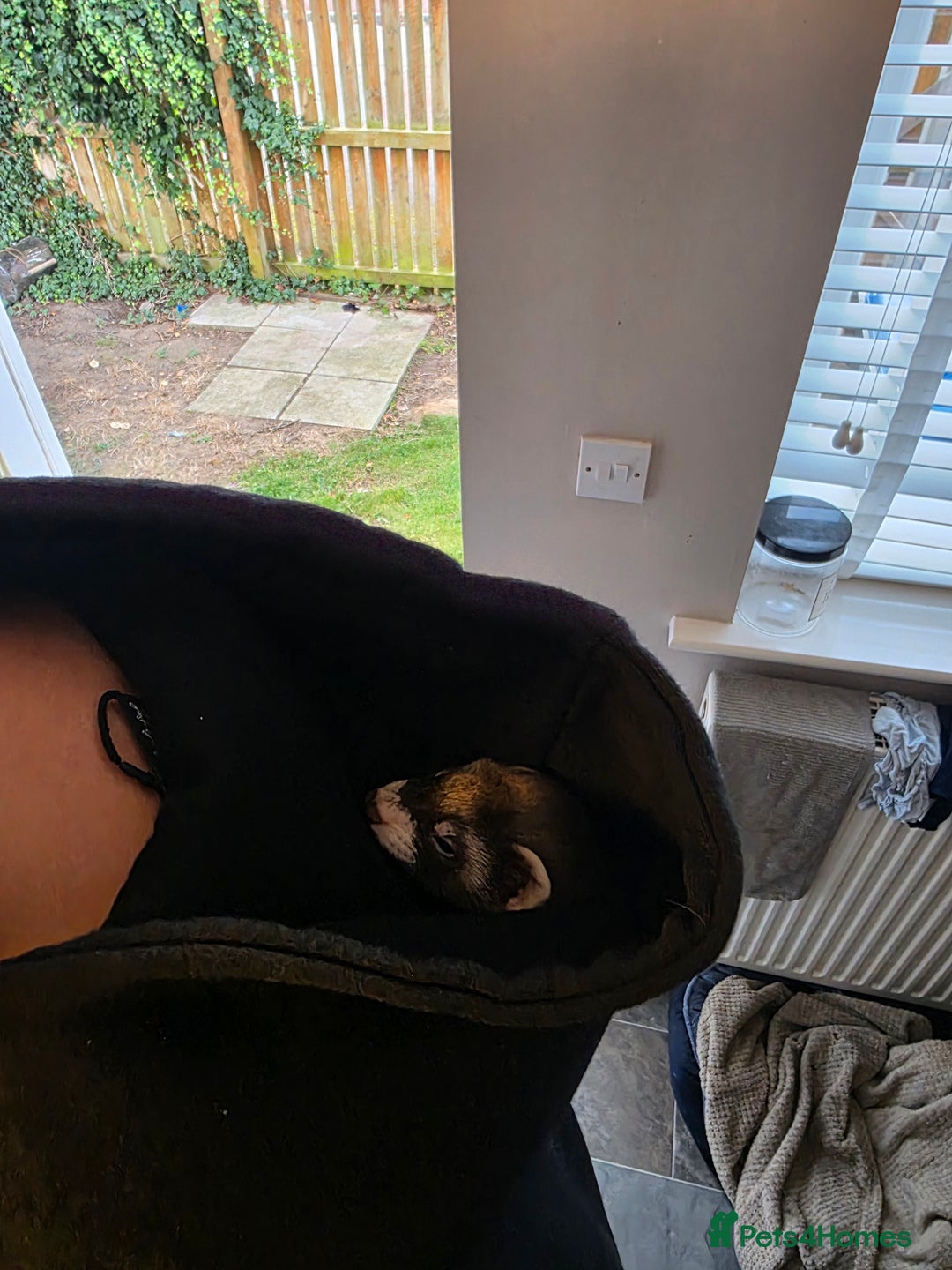 Ferret rodents for sale: Baby ferrets - Image 2