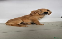 Golden Retriever dogs for sale: Golden Retriever Puppies  - Image 5