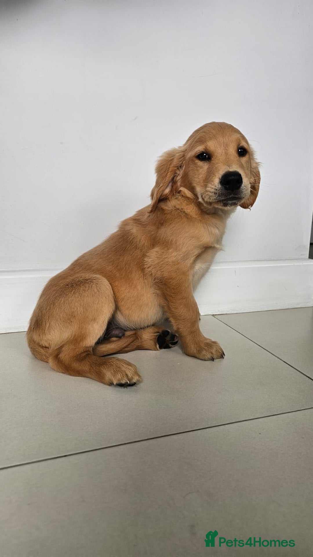 Golden Retriever dogs for sale: Golden Retriever Puppies  - Image 5