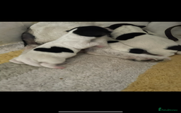 Jack Russell dogs for sale: Jack russell puppies  - Image 4