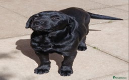 Mixed Breed dogs for sale: Stunning Jack-a-Ret Puppies in Pontypool - Image 1