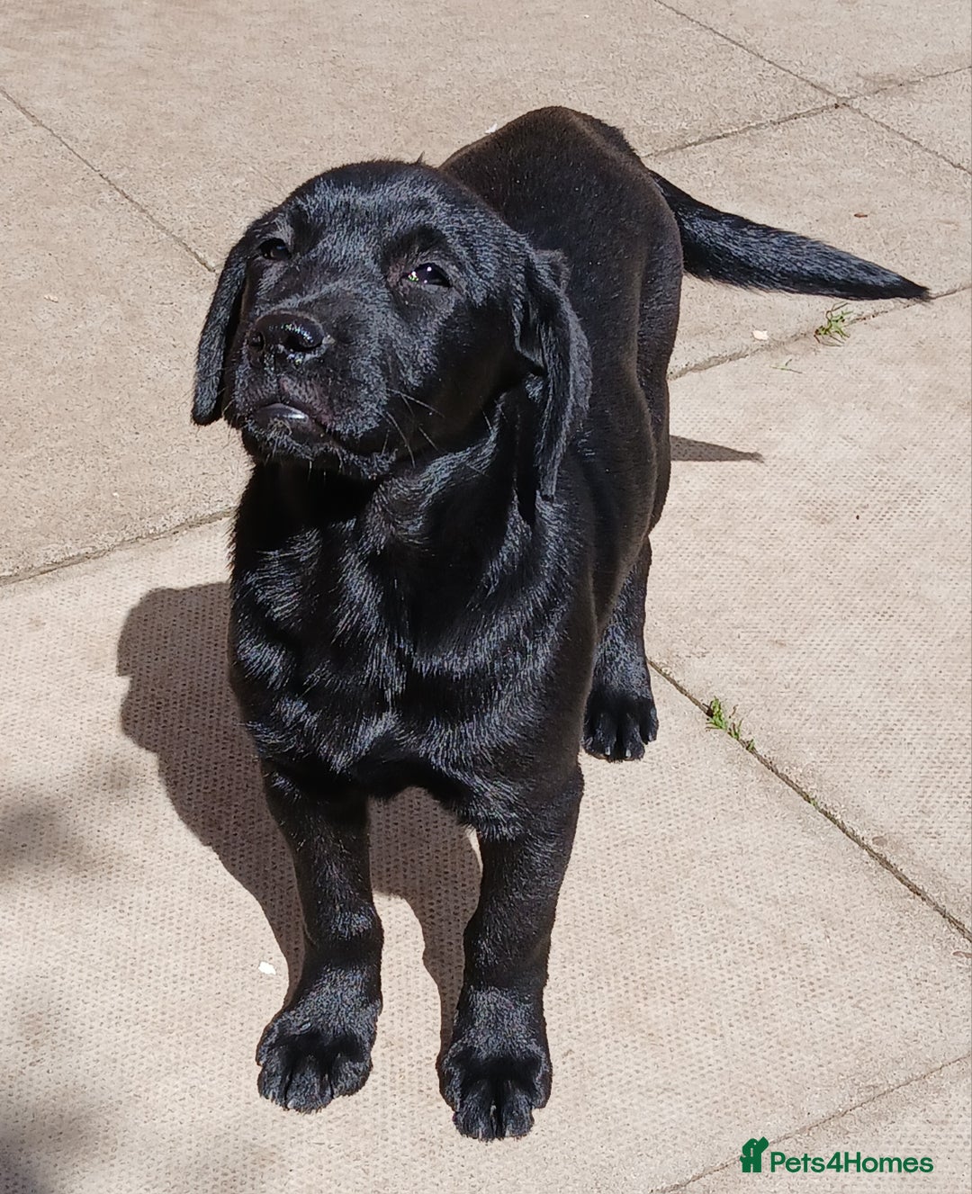 Mixed Breed dogs for sale: Stunning Jack-a-Ret Puppies in Pontypool - Image 1