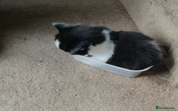Mixed Breed cats for sale: Stunning long hair kittens for sale - Image 18