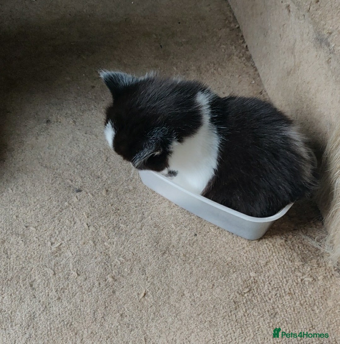 Mixed Breed cats for sale: Stunning long hair kittens for sale - Image 18