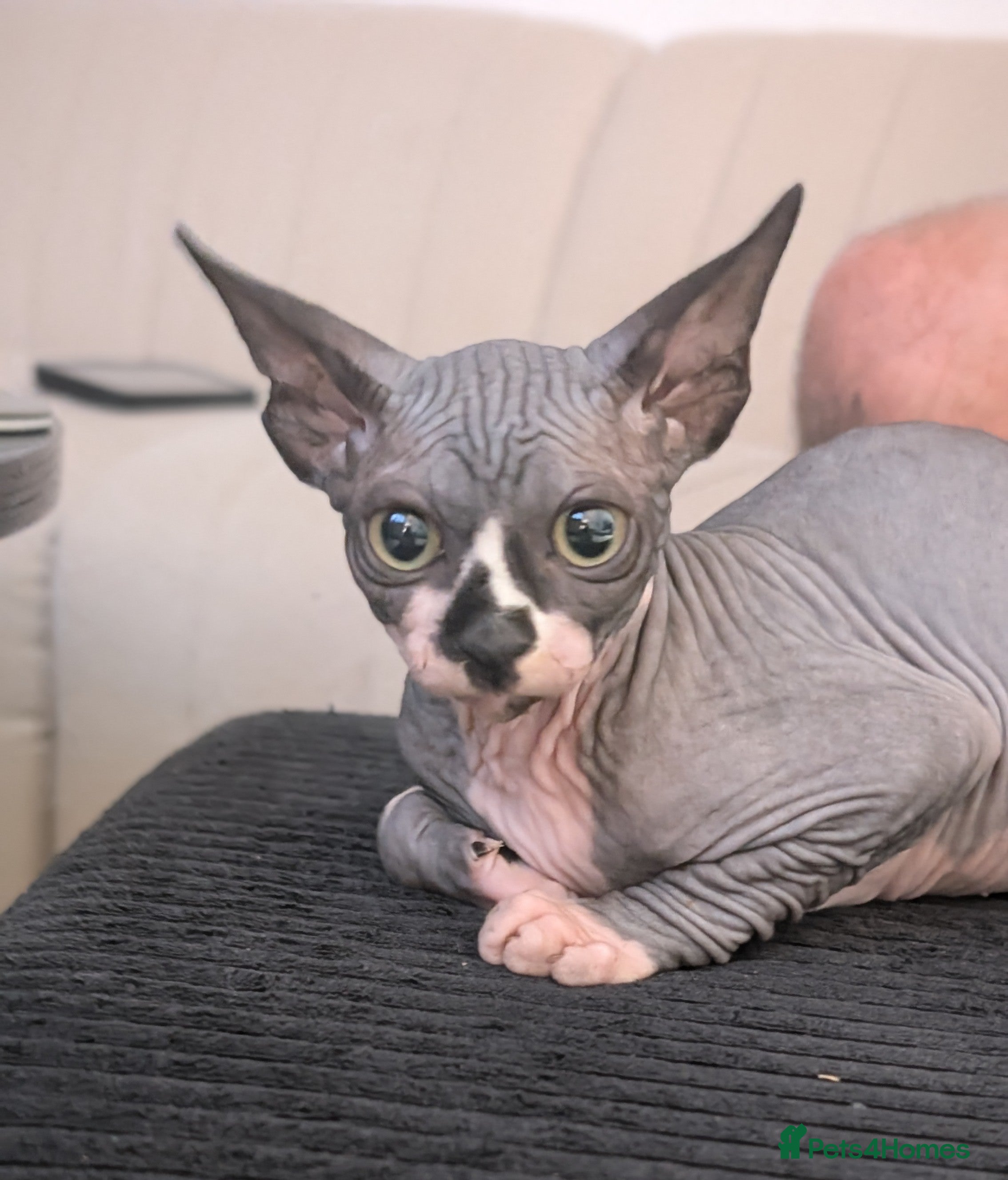 Sphynx cats 6 month female sphynx kitten - Advert 1