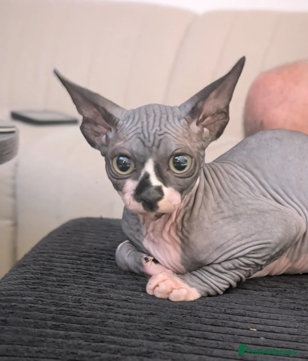 Sphynx cats for sale: 6 month female sphynx kitten - Advert 1