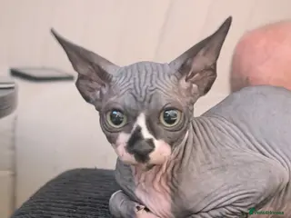 Sphynx cats 6 month female sphynx kitten - Advert 4