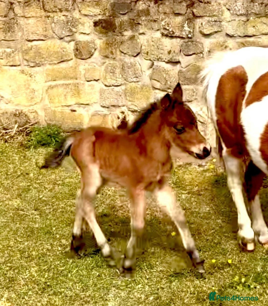 Miniature horses for sale: Tamila Billys Heartbreaker - Advert 2