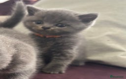 British Shorthair cats for sale: Pedigree GCCF BSH kittens ready in 2 weeks time !! - Image 14