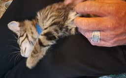 Domestic Shorthair cats for sale: 3 female kittens  - Image 2