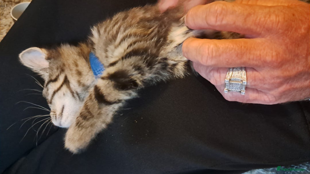 Domestic Shorthair cats for sale: 3 female kittens  - Image 2
