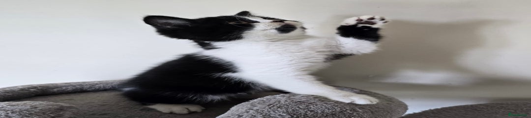 Black and white Bi colour Boy - Black chin