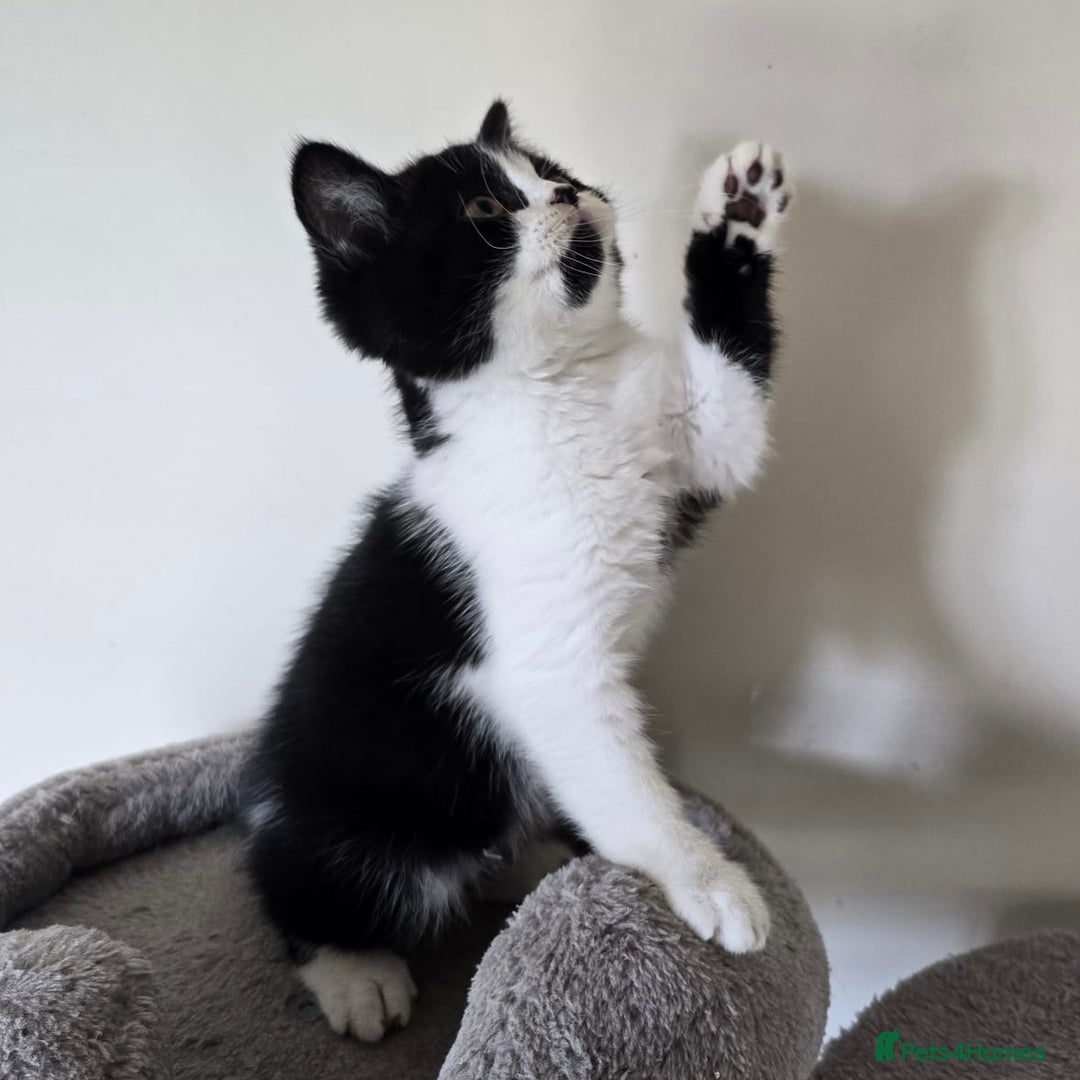 British Shorthair cats for sale: GCCF Pedigree Kittens - Ready Now - Image 15