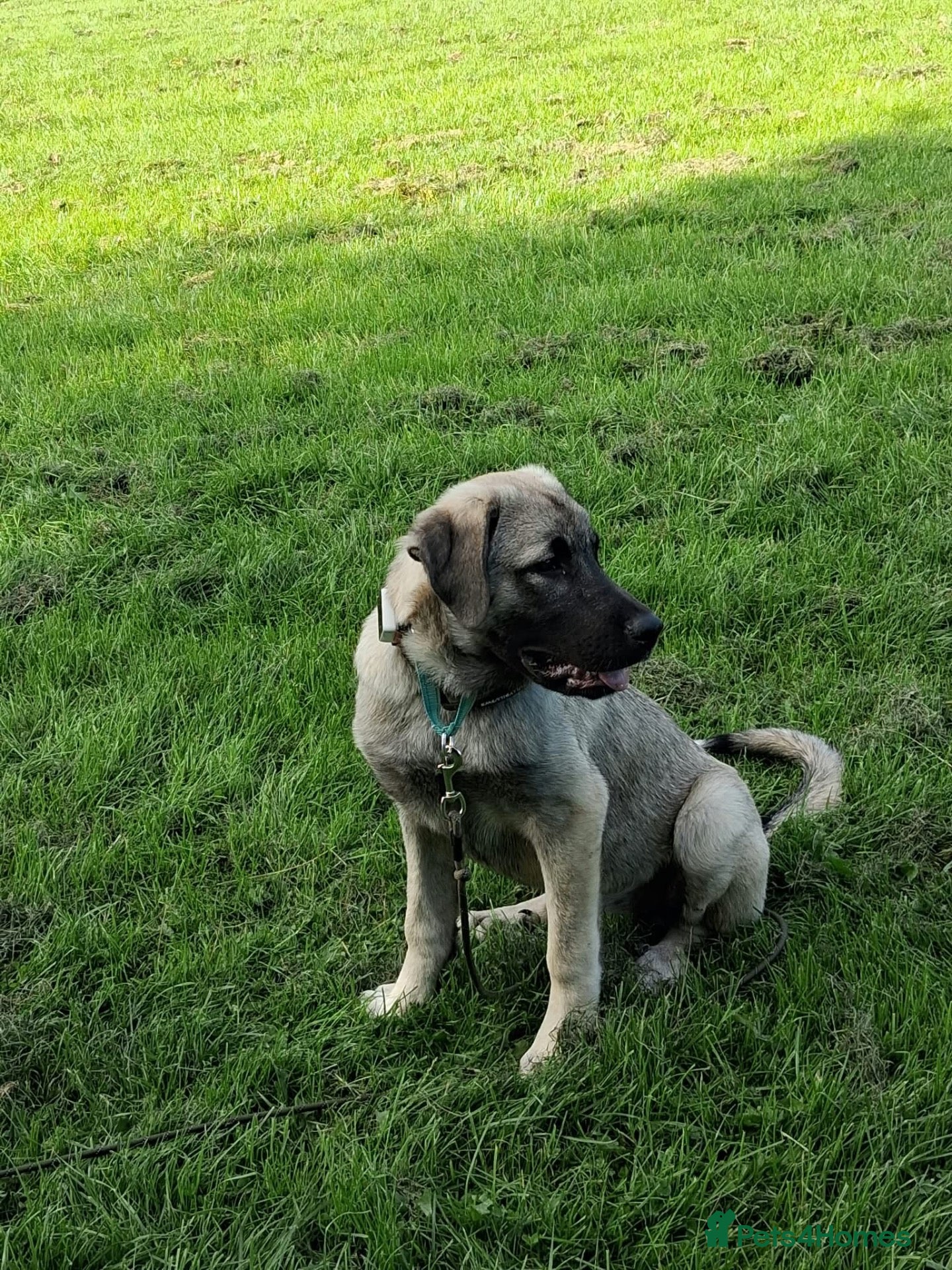 Mixed Breed dogs Sandy 6-7 month Macedonian rescue  shepherd mix  - Advert 1