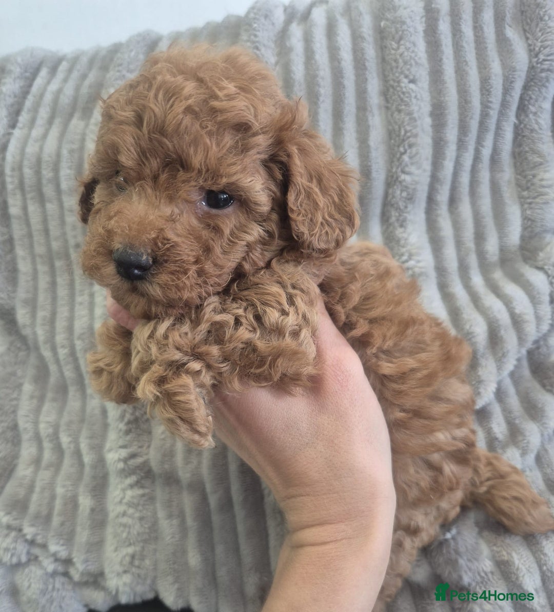 Miniature Poodle dogs for sale: KC Fox Red Miniature Poodle Boys - Image 14