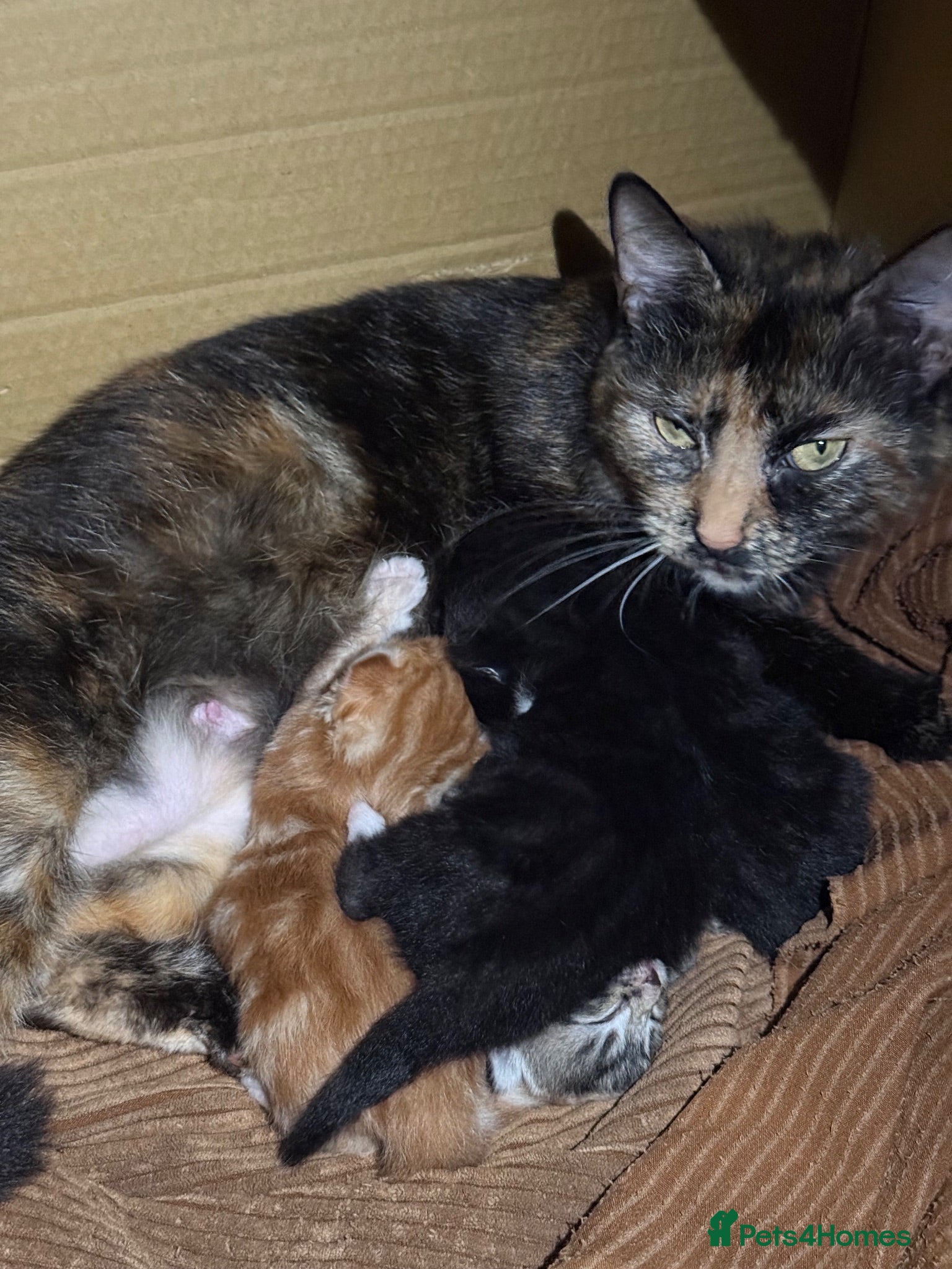 Mixed Breed cats Kittens for sale - Advert 1