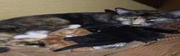 Mixed Breed cats for sale: Kittens for sale - Advert 1