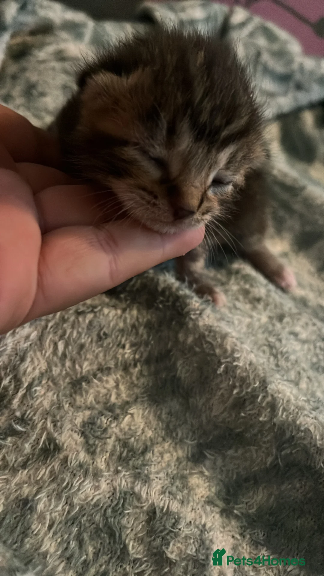 Mixed Breed cats for sale: Beautiful bengal cross kittens - Advert 2