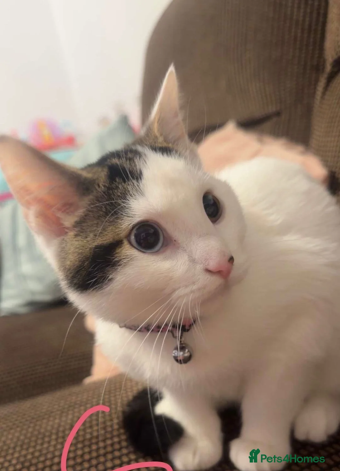 British Shorthair cats for sale: Lovely female 7months old kitten  in Luton - Advert 1