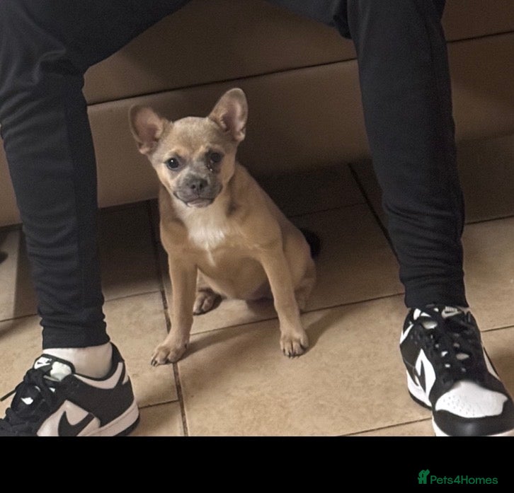 Mixed Breed dogs Lola beautiful calm Dog - Advert 2