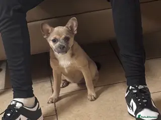 Mixed Breed dogs Lola beautiful calm Dog - Advert 2